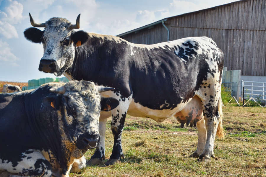 Vaches dans le pré